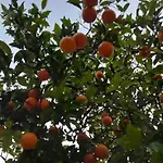 Quinta Vita- Laranja Casa vacanze