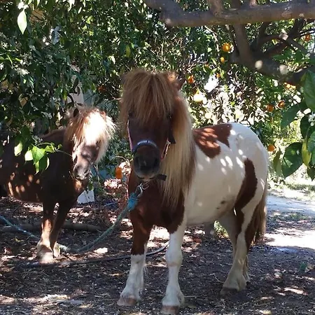 Quinta Vita- Laranja