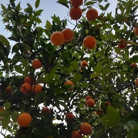 Quinta Vita- Laranja Semesterbostad