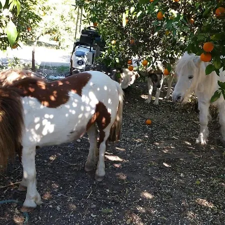 Quinta Vita- Laranja