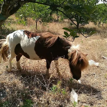 Quinta Vita- Laranja Nyaraló