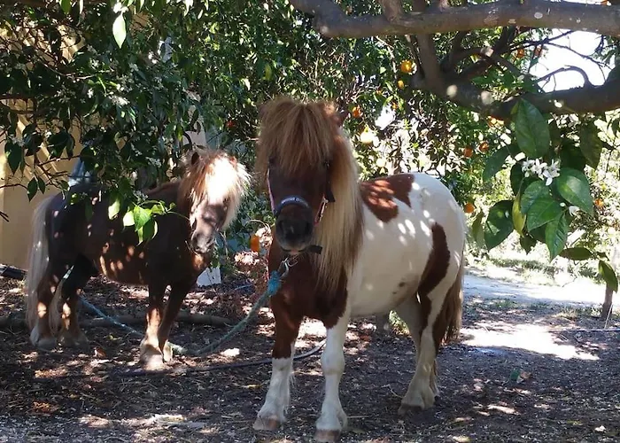 Quinta Vita- Laranja