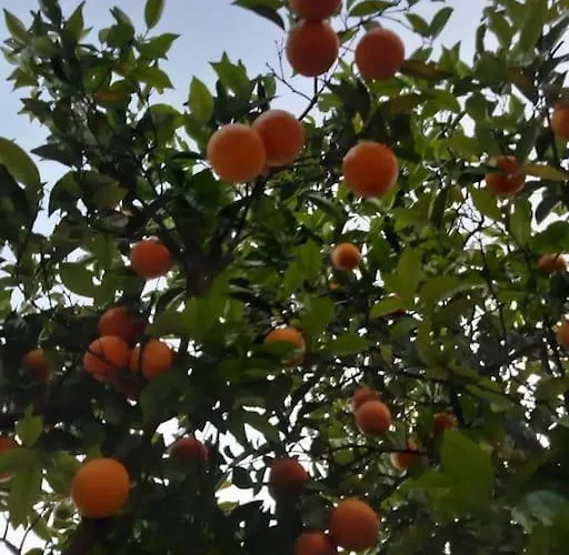 Quinta Vita- Laranja 別荘