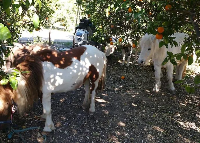 Quinta Vita- Laranja